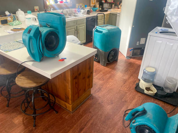 Best Water damage cleanup near me  in Ripley, TN